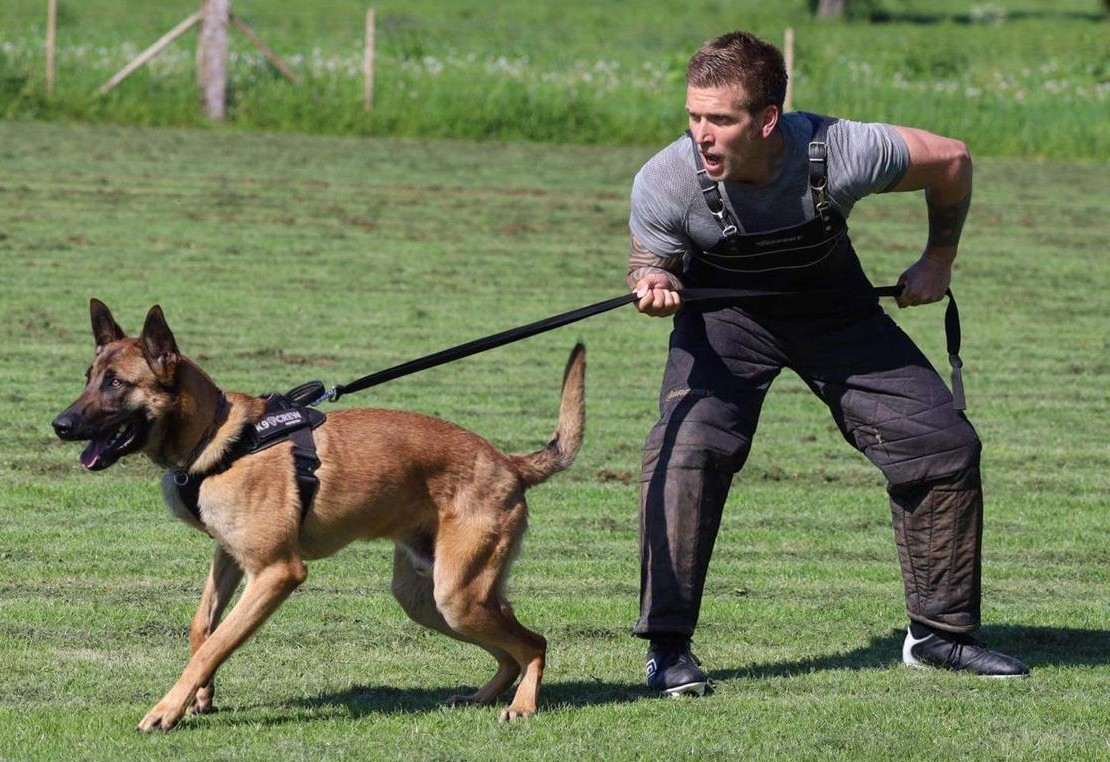 How to Properly Socialize a Rottweiler Puppy